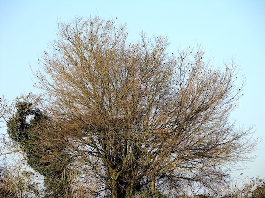 linnet flock